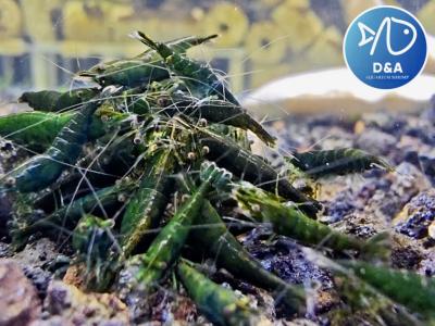 Green Diamond Neocaridina Shrimp- High Grade