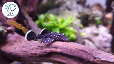 L183 Starlight Pleco