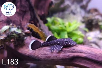 L183 Starlight Pleco
