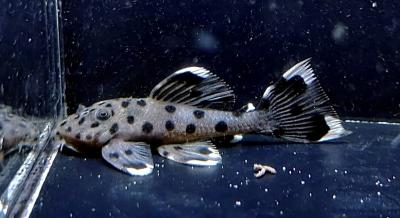 L264 SULTAN PLECO