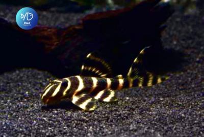 L397 Alenquer Tiger Pleco
