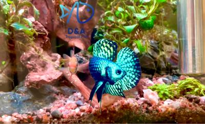 High Quality Wild Betta Male Alien Green