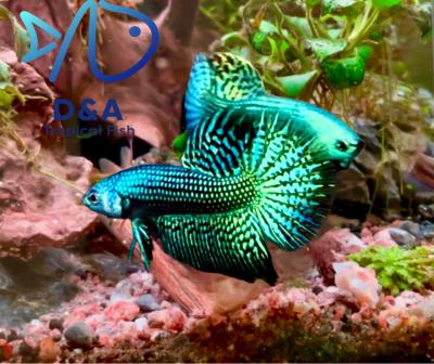 High Quality Wild Betta Male Alien Green