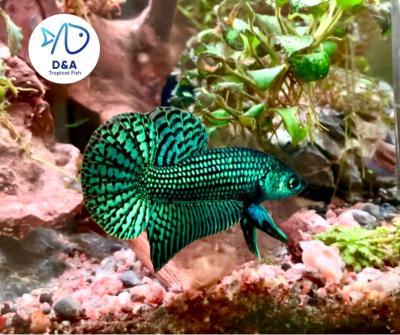 High Quality Wild Betta Male Alien Green