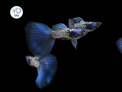 Metal Blue - Guppy
