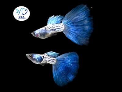 Metal Blue - Guppy