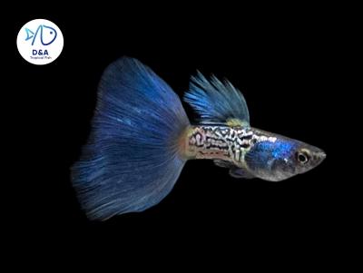 Metal Blue - Guppy