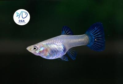 Metal Blue - Guppy