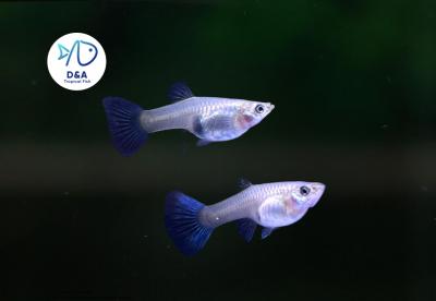 Metal Blue - Guppy