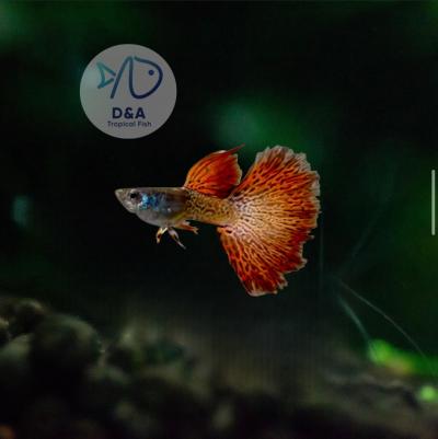 Aquarium Guppy Fish High Quality - Metal Red Lace - USA Seller