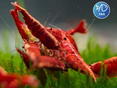 Mixed Color Neocaridina Shrimp - Aquarium Shrimp