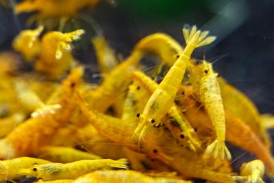 Mixed Color Neocaridina Shrimp - Aquarium Shrimp