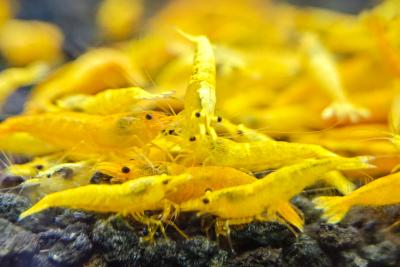 Mixed Color Neocaridina Shrimp - Aquarium Shrimp