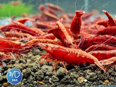 Mixed Color Neocaridina Shrimp - Aquarium Shrimp