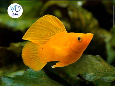 Orange Molly Fish - Big Dorsal & Short Body