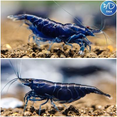 Premium Blue Neocaridina Shrimp - High Grade
