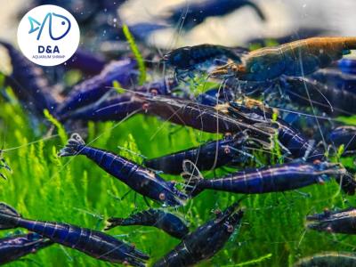 Premium Blue Neocaridina Shrimp - High Grade