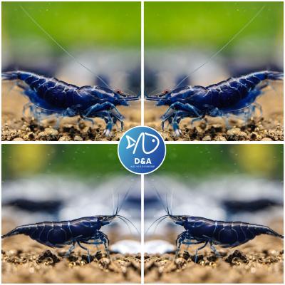 Premium Blue Neocaridina Shrimp - High Grade