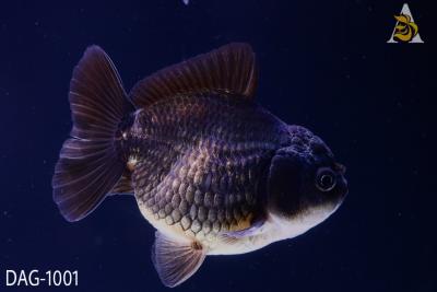 Ranchu 3.5-4 inches - Goldfish