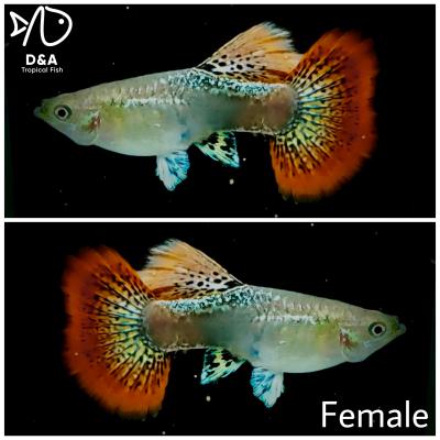 Aquarium Guppy Fish High Quality - Red Dragon Big Dorsal Halfmoon - USA Seller