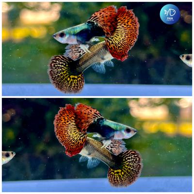 Aquarium Guppy Fish High Quality - Super Red Dragon - USA Seller