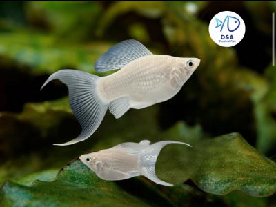 Silver Molly Fish - Long Fins & Short Body