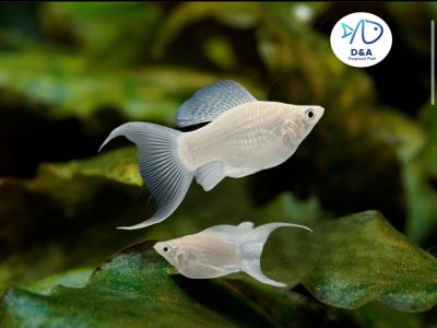 Silver Molly Fish - Long Fins & Short Body