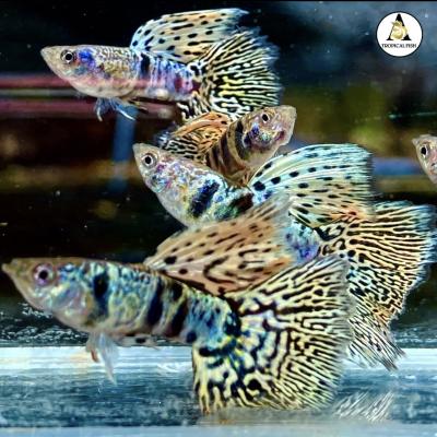 Aquarium Guppy Fish High Quality - Tiger King Cobra - USA Seller