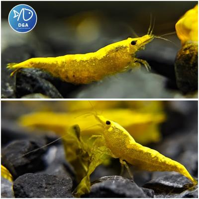 Ultra Gold Neocaridina Shrimp - High Grade
