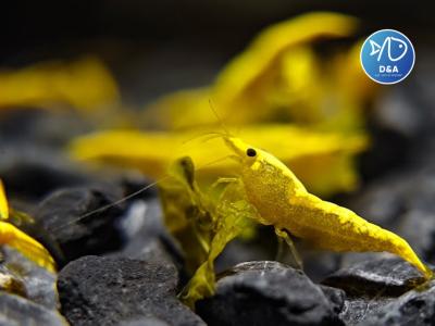 Ultra Gold Neocaridina Shrimp - High Grade
