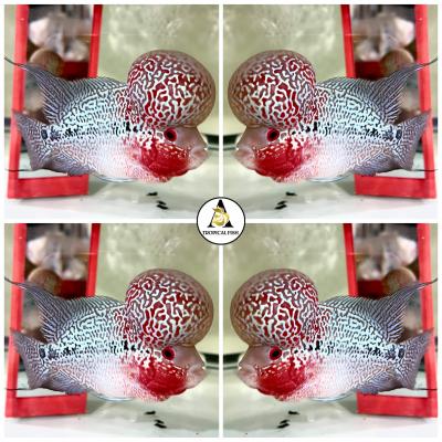 VIP Red Dragon Flowerhorn 3-4 Inches