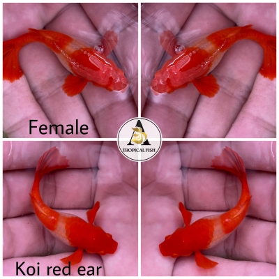 Aquarium Guppy Fish - ABINO Koi Red Ear - USA Seller