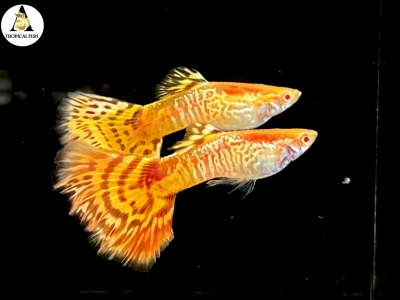 Aquarium Guppy Fish High Quality - Abino Yellow King Cobra - USA seller