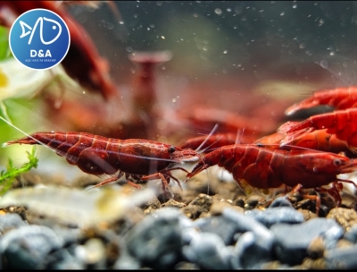 Dark Bloody Neocaridina Shrimp - High Grade