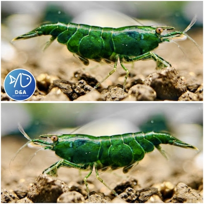 Green Diamond Neocaridina Shrimp- High Grade