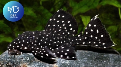 L240 Galaxy Vampire Pleco