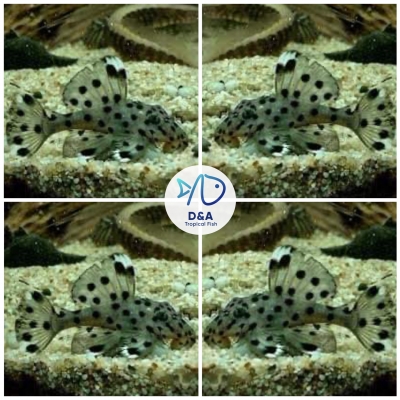 L264 SULTAN PLECO