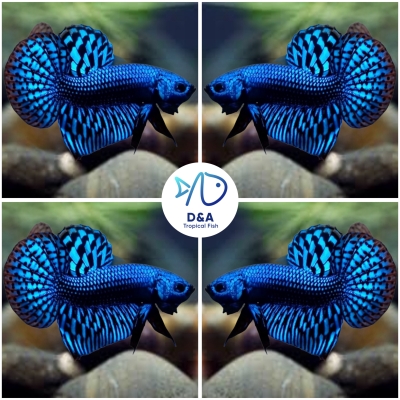 Live Betta Fish High Quality Wild Betta Male Alien Blue