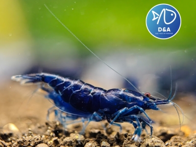 Premium Blue Neocaridina Shrimp - High Grade