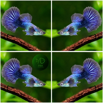 Aquarium Guppy Fish High Quality - Purple Dragon - USA Seller