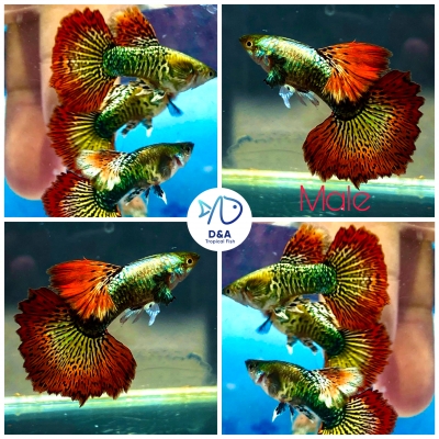 Aquarium Guppy Fish High Quality - Red Dragon Big Dorsal Halfmoon - USA Seller