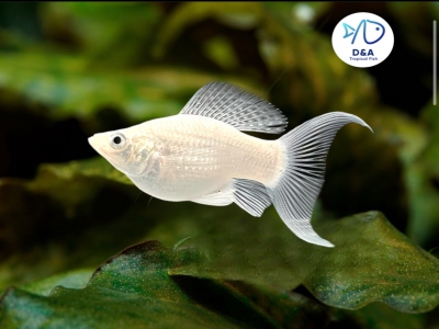 Silver Molly Fish - Long Fins & Short Body