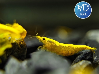 Ultra Gold Neocaridina Shrimp - High Grade