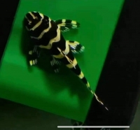 Pleco